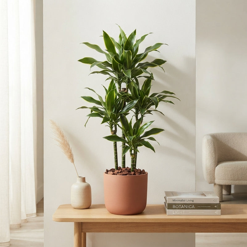 Corn Plant (Dracaena fragrans ‘Deremensis’) – 21cm Pot