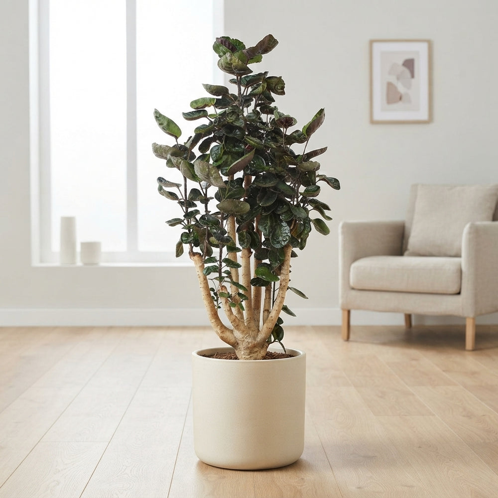 Polyscias Fabian Houseplant – 27cm Pot, 140cm Tall