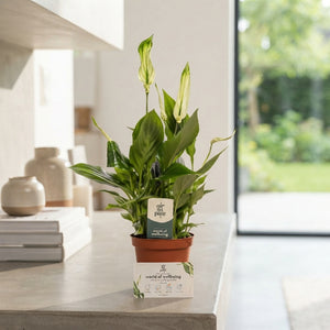 White Peace Lily (Spathiphyllum ‘Chopin’) – 9cm Pot