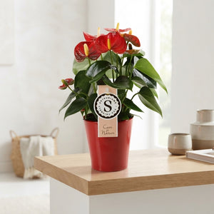 Red Anthurium ‘Champion’ – 9cm Ceramic Pot