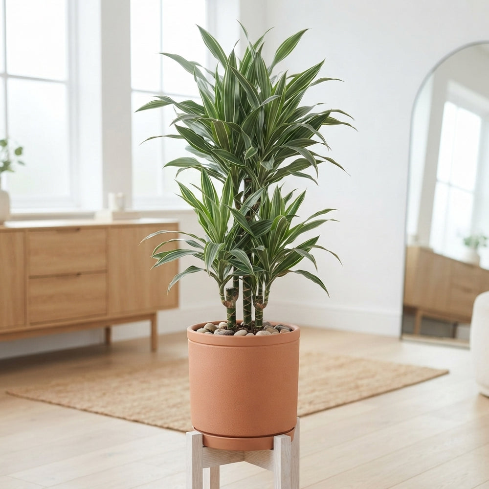 Dracaena Warneckii – 30cm Pot, Approx. 150cm High