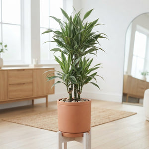 Dracaena Warneckii – 30cm Pot, Approx. 150cm High