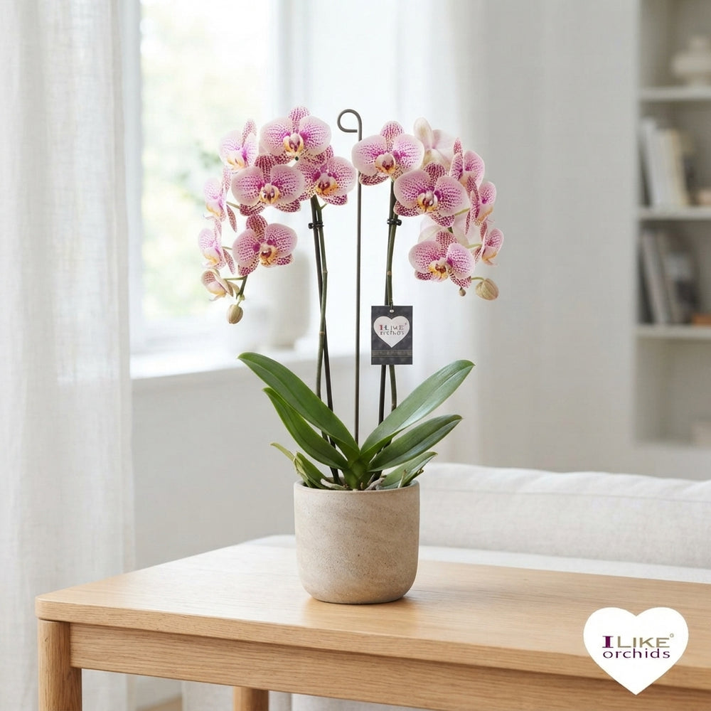 White Phalaenopsis Orchid – 12cm Pot, 65cm Height