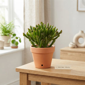 Crassula Horn Tree Succulent – 10.5cm Pot