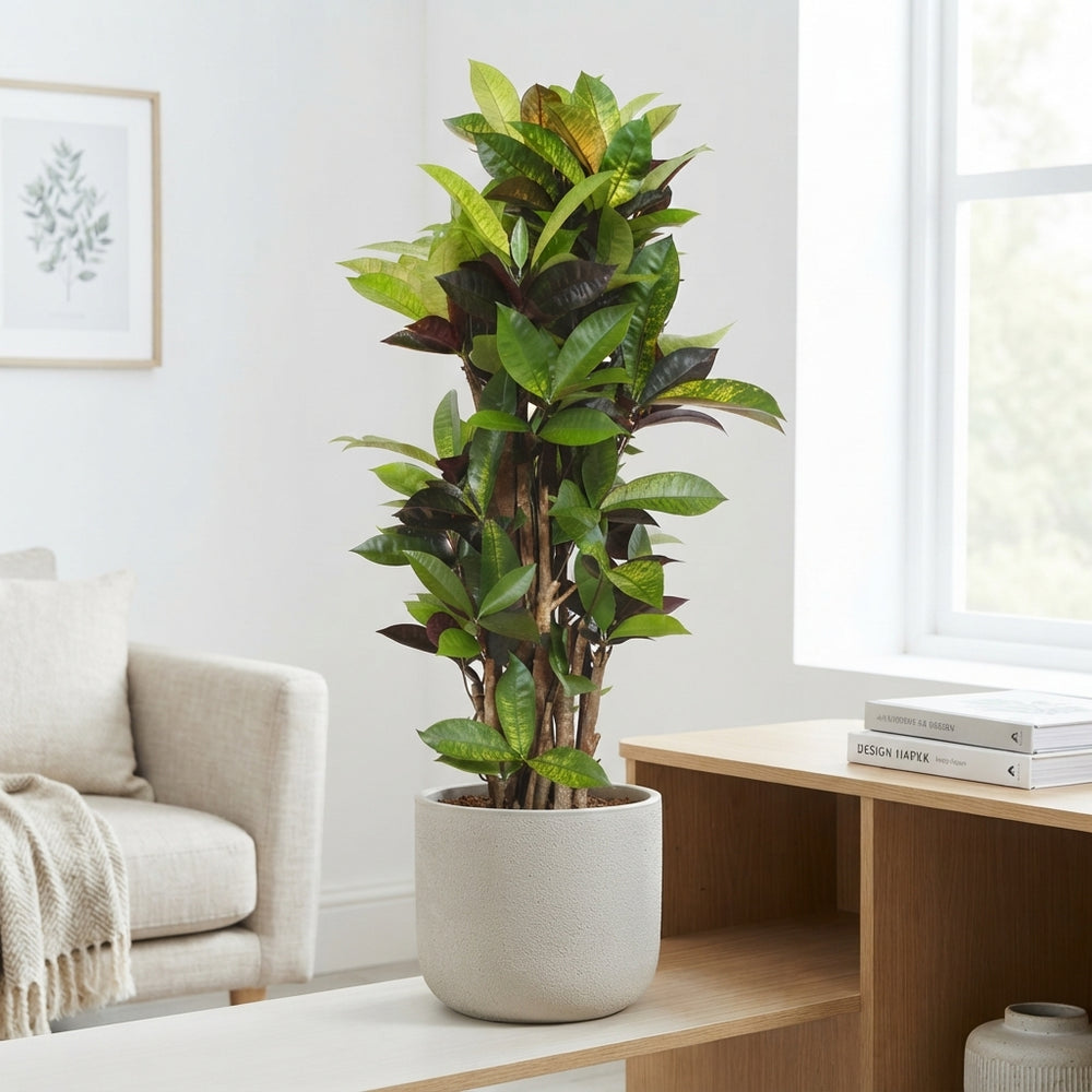 Mrs Iceton Croton (Codiaeum variegatum) – 27cm Pot