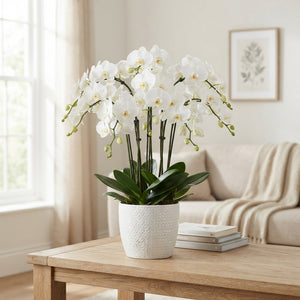 White Phalaenopsis Orchid – 27cm Ceramic Pot