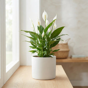 White Peace Lily (Spathiphyllum ‘Chopin’) – 9cm Pot