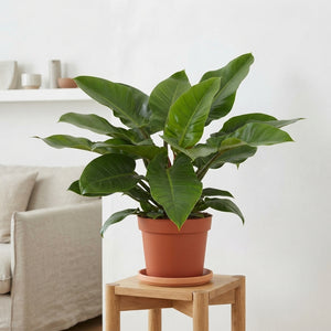 Philodendron Imperial Green – 27cm Pot