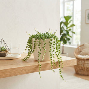 String of Pearls (Senecio herreianus) – 12cm Pot