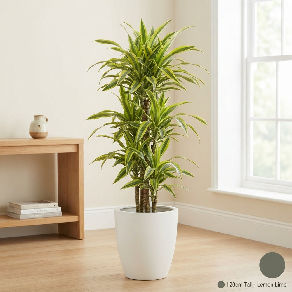 Lemon Lime Corn Plant (Dracaena fragrans) – 27cm Pot