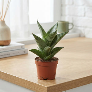 Sansevieria Tough Lady – 6cm Pot, 15cm High