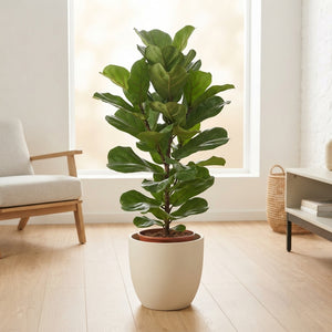 Mixed Green Houseplant Collection – 27cm Pot