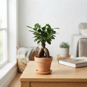 Ficus Ginseng Bonsai – 6cm Pot, 15cm High