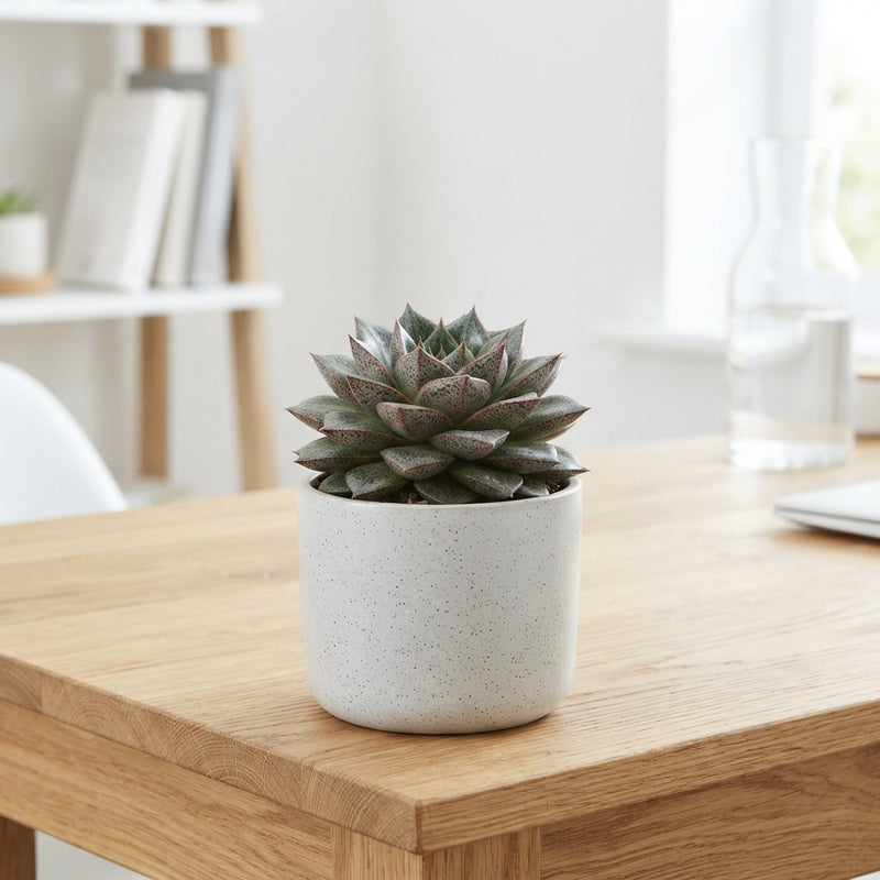 Echeveria purpusorum Succulent – 8.5cm Pot