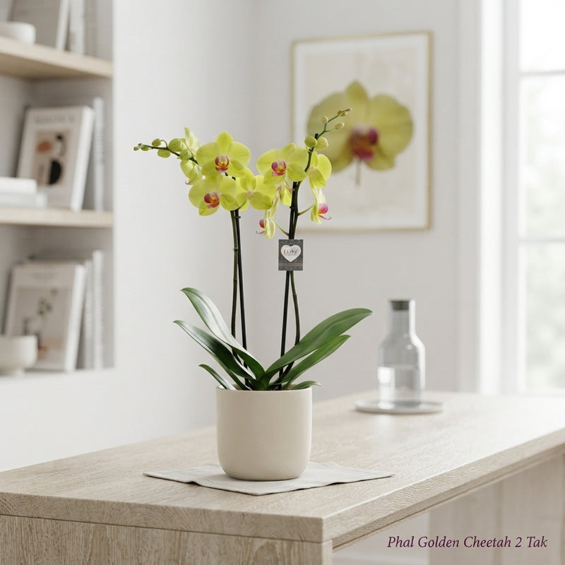 Golden Cheetah Phalaenopsis Orchid – 2 Stem, 12cm Pot