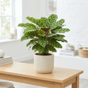 Calathea 'Stella' – 14cm Pot, 45cm High