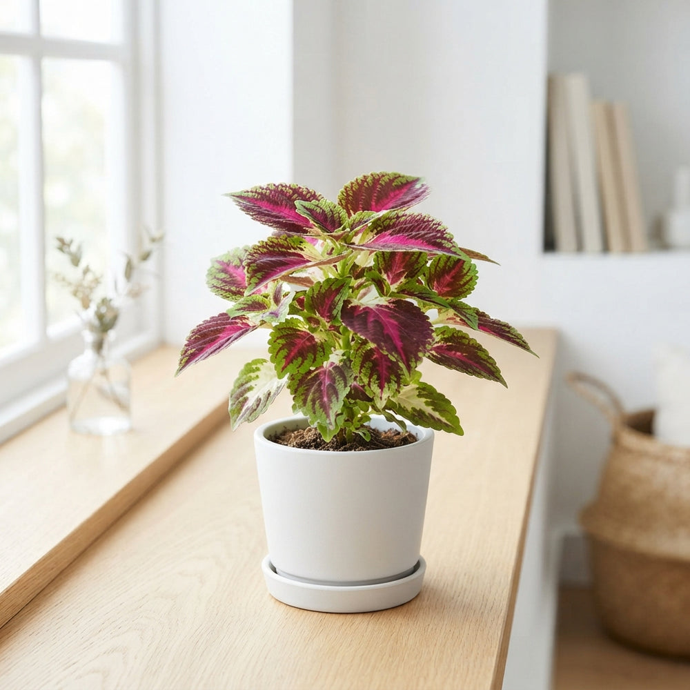 Mixed Coleus (Plectranthus Coleus Group) – 6cm Pot