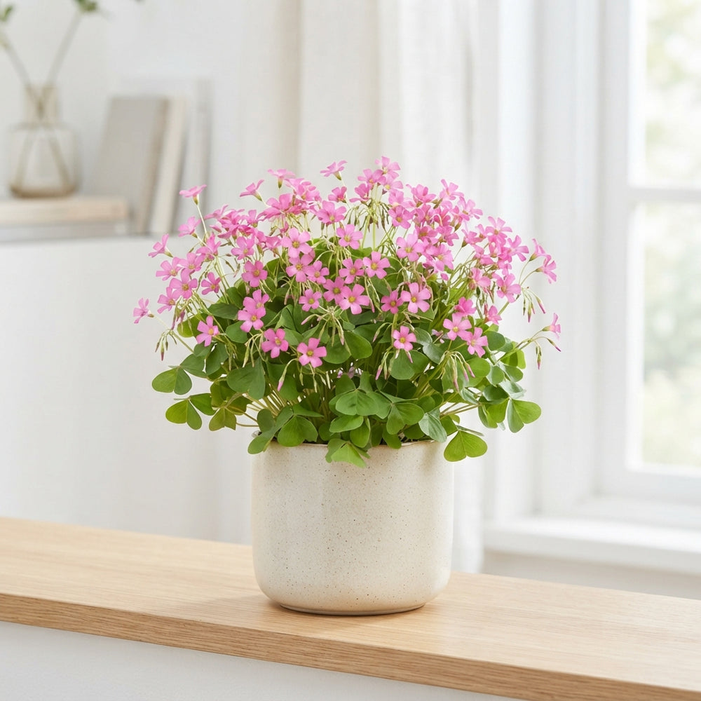 Pink Oxalis Houseplant