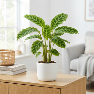 Calathea Medallion (Calathea roseopicta) – 14cm Pot