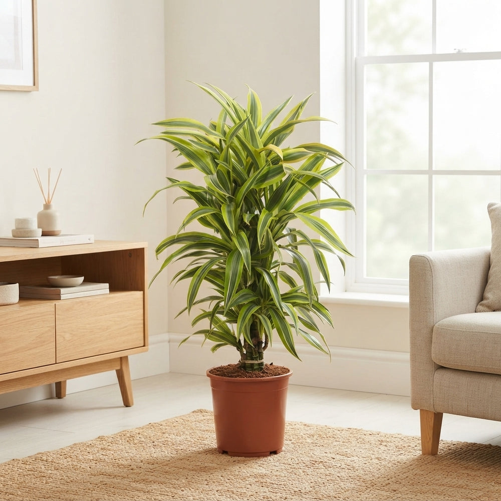 Lemon Lime Dracaena (Dracaena fragrans) – 24cm Pot