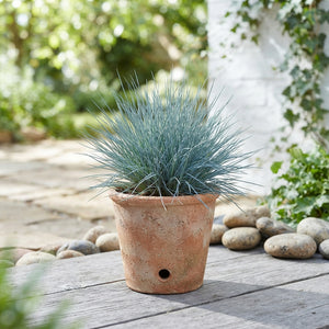 Blue Fescue Grass (Festuca glauca) – 10.5cm Pot