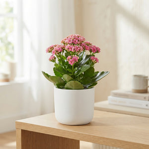 Pink Kalanchoe ‘Surprising Canyon’ – 14cm Pot