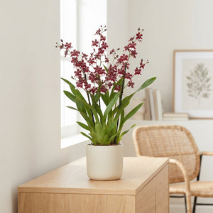 Oncidium Orchid – 12cm Pot, 55cm Height