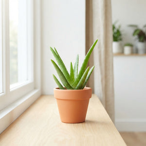 Aloe Vera Plant – 5.5cm Pot, Approx. 10cm High