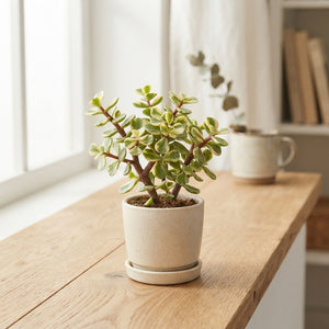 Variegated Elephant Bush (Portulacaria afra) – 5.5cm Pot