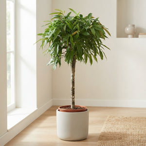 Ficus Amstel King Standard Tree – 30cm Pot, 140cm High