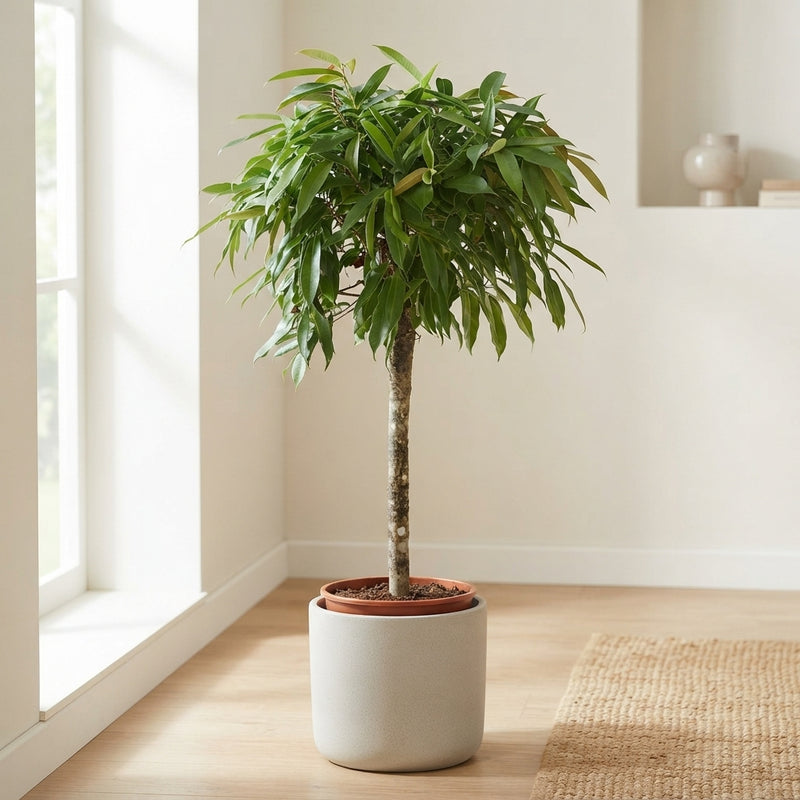 Ficus Amstel King Standard Tree – 30cm Pot, 140cm High
