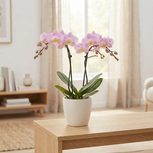 Yellow Phalaenopsis Orchid – 2 Stem, 9cm Pot