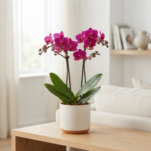 Yellow Phalaenopsis Orchid – 2 Stem, 9cm Pot
