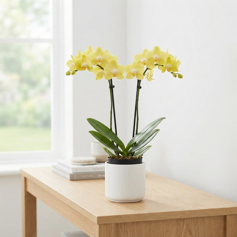 Yellow Phalaenopsis Orchid – 2 Stem, 9cm Pot