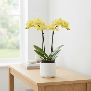 Yellow Phalaenopsis Orchid – 2 Stem, 9cm Pot