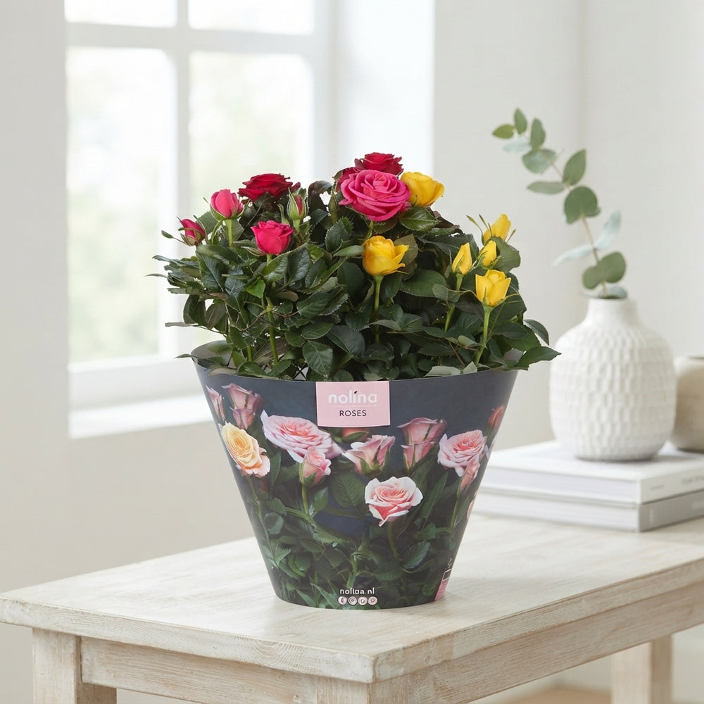 Mixed Patio Rose ‘Hit Carnaval’ – 23cm Pot