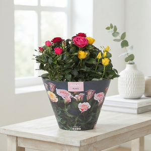 Mixed Patio Rose ‘Hit Carnaval’ – 23cm Pot