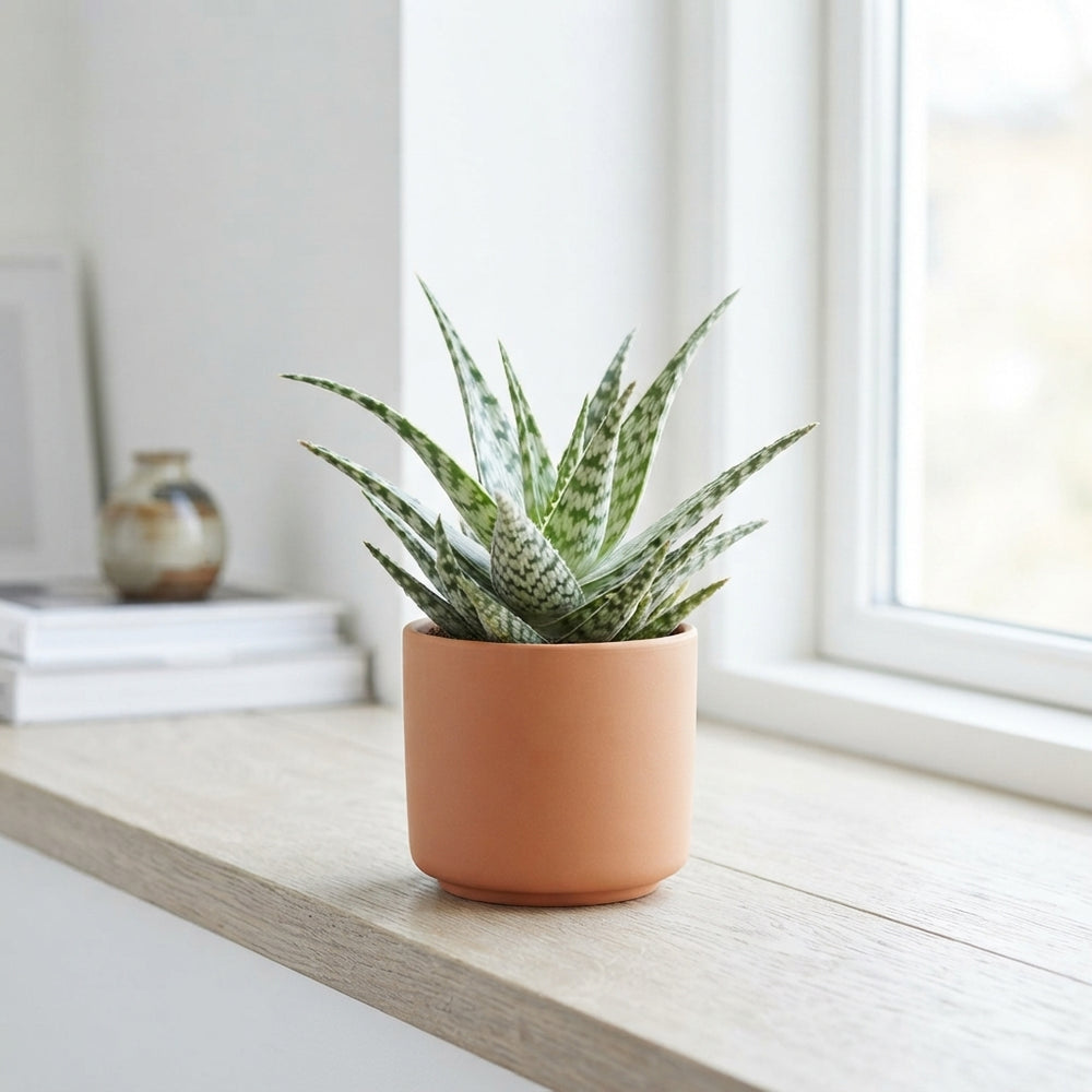 Aloe somaliensis – 10.5cm Pot