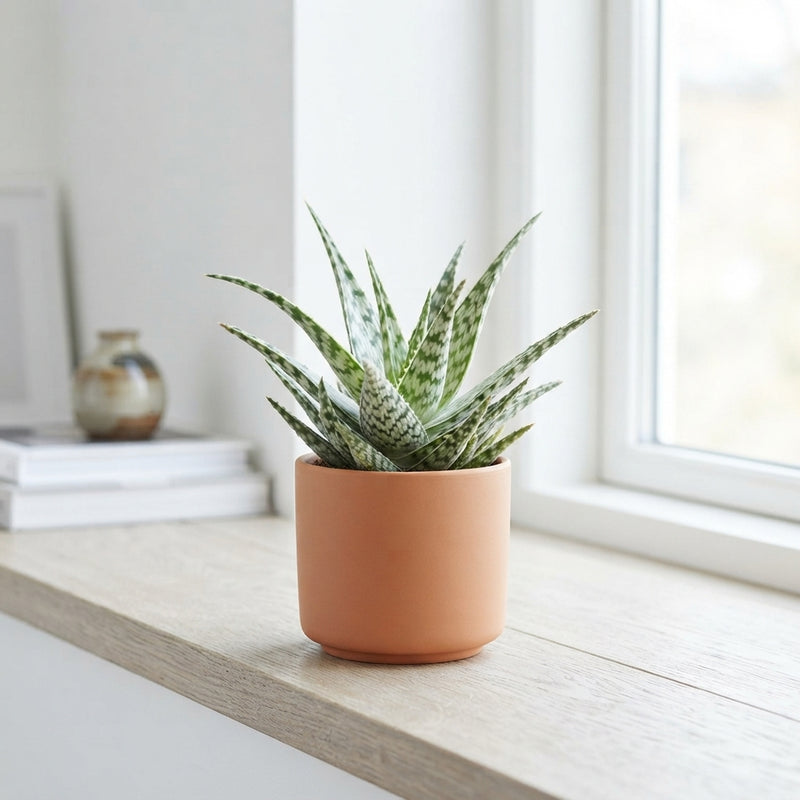 Aloe somaliensis – 10.5cm Pot