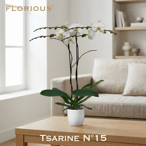 White Phalaenopsis Orchid – 15cm Ceramic Pot