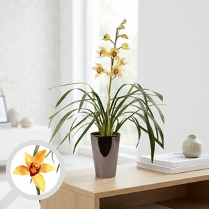Mixed Cymbidium Orchid – 3 Stems, 17cm Bronze Ceramic Pot