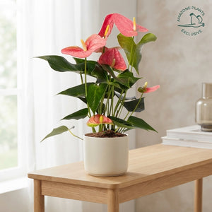 Pink Anthurium (Anthurium andraeanum) – 14cm Pot