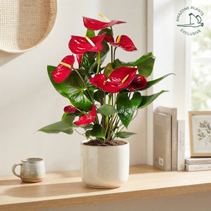 Red Anthurium (Anthurium) – 14cm Pot, 50cm High