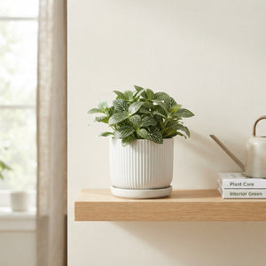 Fittonia White Tiger Nerve Plant – 8.5cm Pot
