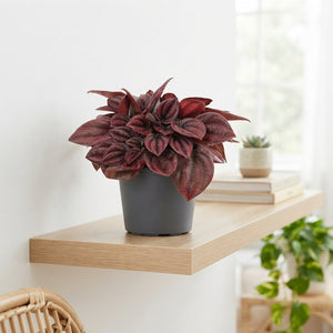 Red Peperomia ‘Cayenne’ – 6cm Pot