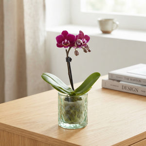 Mini Phalaenopsis Orchid in Glass – 6cm Pot