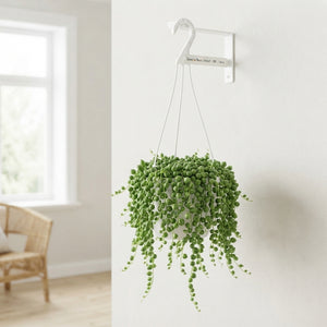 String of Pearls (Senecio rowleyanus) – 14cm Pot