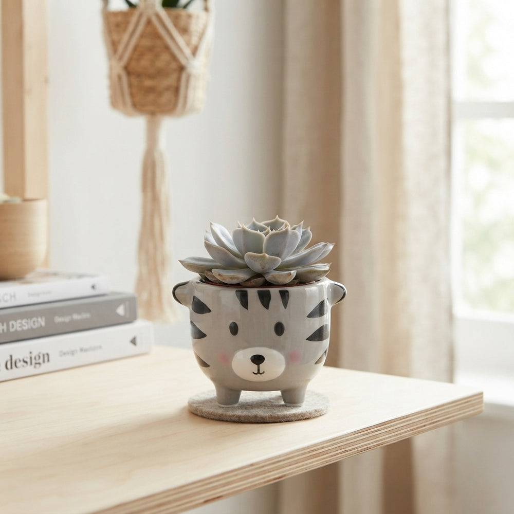 Animal-Shaped Succulent Arrangement – Grey, 7cm Pot