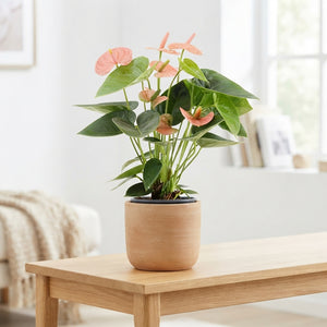 Flamingo Flower (Anthurium 'An Spirit') – Peach‑Pink, 12cm Pot, approx. 40cm