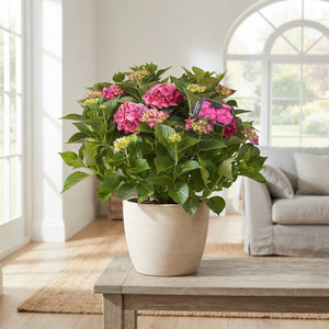 Pink Hydrangea macrophylla – 35cm Pot